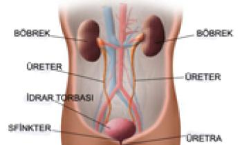 Böbrek ve İdrar Yolu Girişimleri